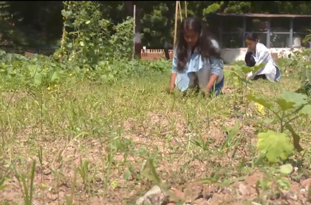 Gujarat Vidyapith trains students in natural farming, teaches preparation of bio-inputs Gujarat Vidyapith trains students in natural farming, teaches preparation of bio-inputs