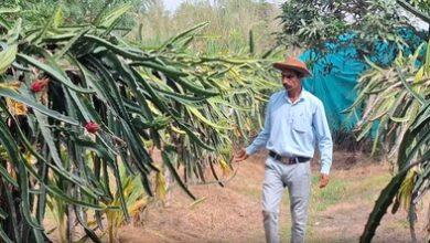 Dragon Fruit farming takes root in J&K’s Samba, inspires farmers to diversify crops