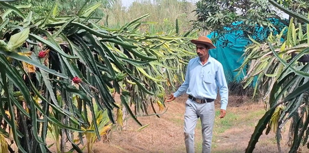 Dragon Fruit farming takes root in J&K’s Samba, inspires farmers to diversify crops Dragon Fruit farming takes root in J&K’s Samba, inspires farmers to diversify crops