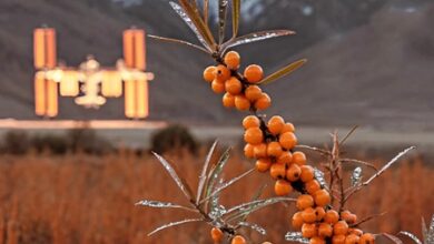 Piyush Goyal highlights GI-tagged seabuckthorn, calls ‘Ladakh Gold’ Piyush Goyal highlights GI-tagged seabuckthorn, calls ‘Ladakh Gold’