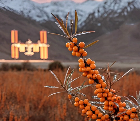 Piyush Goyal highlights GI-tagged seabuckthorn, calls ‘Ladakh Gold’