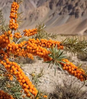 ‘Golden treasure of India’s natural heritage’: Piyush Goyal highlights Ladakh’s Sea Buckthorn ‘Golden treasure of India’s natural heritage’: Piyush Goyal highlights Ladakh’s Sea Buckthorn