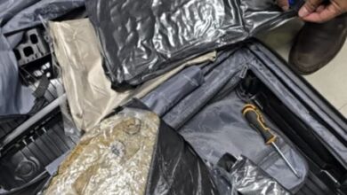 Hydroponic weed valued at Rs 44.27 lakh concealed in trolley bag seized at Pune airport; passenger arrested