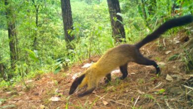 Critically endangered Chinese Pangolin captured by WII camera traps near Shillong Critically endangered Chinese Pangolin captured by WII camera traps near Shillong
