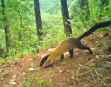 Critically endangered Chinese Pangolin captured by WII camera traps near Shillong Critically endangered Chinese Pangolin captured by WII camera traps near Shillong