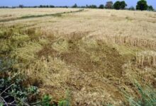 India’s agriculture NPA ratio may touch 5.6 pc by FY28: Report