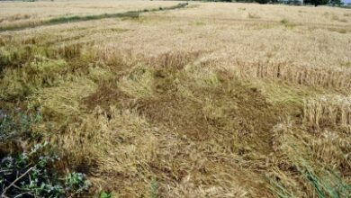 India’s agriculture NPA ratio may touch 5.6 pc by FY28: Report India’s agriculture NPA ratio may touch 5.6 pc by FY28: Report