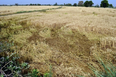 India’s agriculture NPA ratio may touch 5.6 pc by FY28: Report India’s agriculture NPA ratio may touch 5.6 pc by FY28: Report