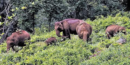 TN to undertake wildlife census in Dharmapuri forest range, deploy camera traps TN to undertake wildlife census in Dharmapuri forest range, deploy camera traps