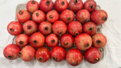 India’s Sinduri pomegranate exports hit Dubai market