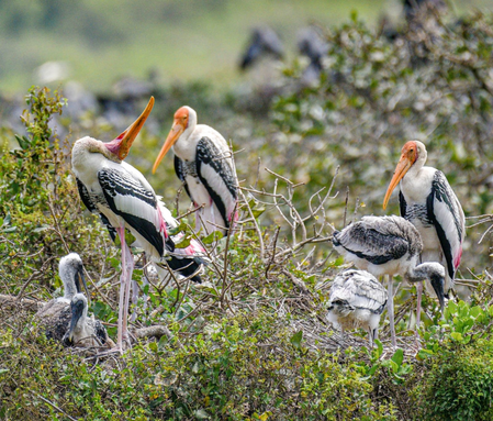 Water availability in wetlands crucial for colonial waterbirds breeding: WII Water availability in wetlands crucial for colonial waterbirds breeding: WII