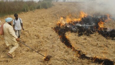 Punjab reports 510 stubble burning incidents; fines imposed in 184 cases