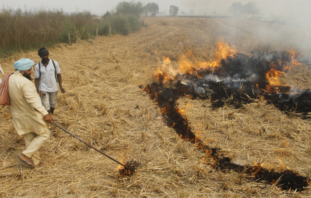 Punjab reports 510 stubble burning incidents; fines imposed in 184 cases