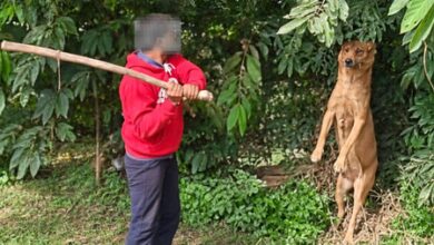 Three men detained for hanging stray dog from tree, beating it to death in Bengaluru Three men detained for hanging stray dog from tree, beating it to death in Bengaluru