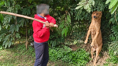 Three men detained for hanging stray dog from tree, beating it to death in Bengaluru Three men detained for hanging stray dog from tree, beating it to death in Bengaluru