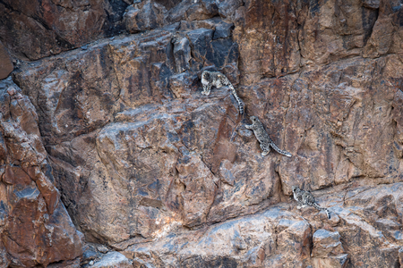 Bengal: Greater conservation efforts to save the ‘ghost of the mountains’ Bengal: Greater conservation efforts to save the ‘ghost of the mountains’