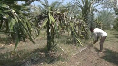 In Gujarat village, one farmer’s avocado crop draws fellow cultivators In Gujarat village, one farmer’s avocado crop draws fellow cultivators