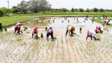 TN delta farmers seek urgent action as excessive rainwater threatens samba crop