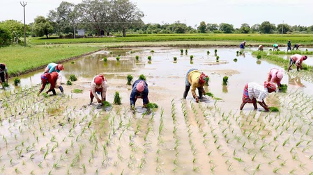 TN delta farmers seek urgent action as excessive rainwater threatens samba crop