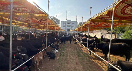 Gujarat provides Rs 162 crore dairy aid to over 29,500 tribal women in 3 years Gujarat provides Rs 162 crore dairy aid to over 29,500 tribal women in 3 years