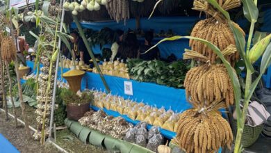 Nagaland’s Kezoma village revives millet cultivation through mechanisation and double-season farming Nagaland’s Kezoma village revives millet cultivation through mechanisation and double-season farming
