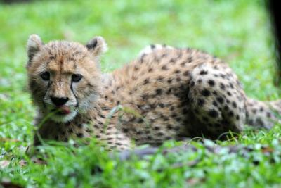 MP: SIT constituted in 19-month-old Cheetah cub killing probe; shotgun pellets found in body