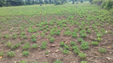 El Nino impact: Telangana declares 365 mandals drought-affected