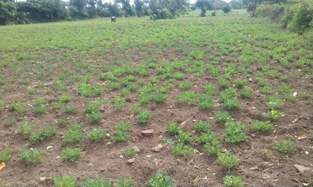 El Nino impact: Telangana declares 365 mandals drought-affected