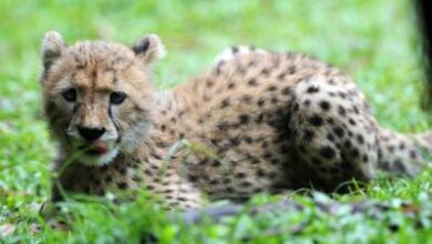 MP: PIL seeks CBI probe into suspected shooting of Kuno cheetah cub MP: PIL seeks CBI probe into suspected shooting of Kuno cheetah cub