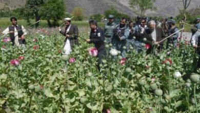 From key player to enforcer, how Afghanistan is blaming ‘neighbours’ for drug cultivation