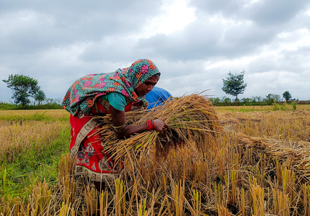 Temperature drops as Cyclone Arnab brings rain in Rajasthan