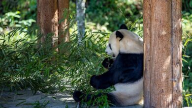 China’s soft power wanes as ‘panda diplomacy’ loses its sparkle China’s soft power wanes as ‘panda diplomacy’ loses its sparkle