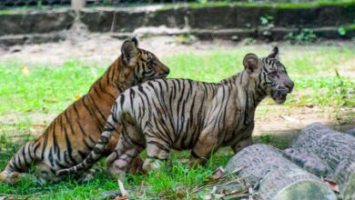 ‘Backhanded compliment’ for India’s wildlife conservation efforts gets vigorous pushback