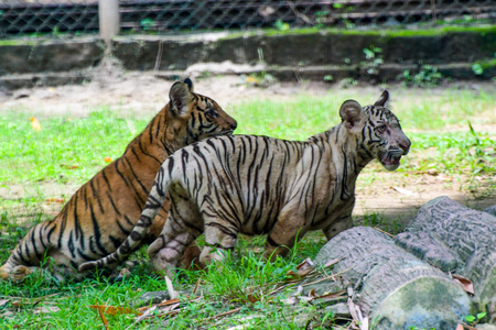 ‘Backhanded compliment’ for India’s wildlife conservation efforts gets vigorous pushback ‘Backhanded compliment’ for India’s wildlife conservation efforts gets vigorous pushback
