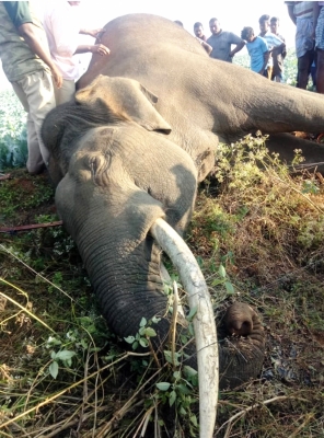 Two wild elephants found dead in Karnataka’s Chamarajanagar district Two wild elephants found dead in Karnataka’s Chamarajanagar district