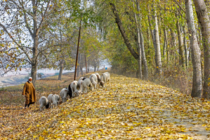 Turtle doves, Cicada bugs, migratory birds arrive to announce Kashmir’s golden yellow autumn Turtle doves, Cicada bugs, migratory birds arrive to announce Kashmir’s golden yellow autumn