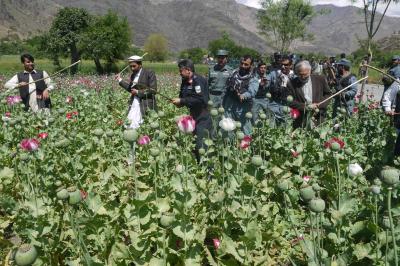 Poppy cultivation rises in Pakistan and Iran after Taliban’s ban on illicit narcotics in Afghanistan: Report Poppy cultivation rises in Pakistan and Iran after Taliban’s ban on illicit narcotics in Afghanistan: Report