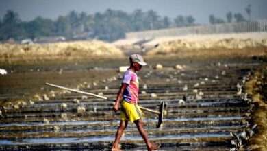 Rising pesticide, chemical fertiliser use creating major environmental concern in Bangladesh