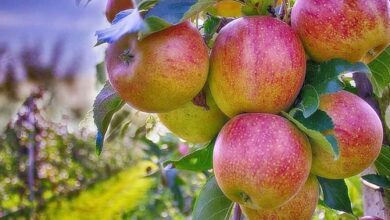 Unseasonal rain, cold hit Himachal apple production Unseasonal rain, cold hit Himachal apple production
