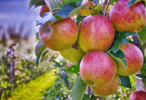 Unseasonal rain, cold hit Himachal apple production Unseasonal rain, cold hit Himachal apple production