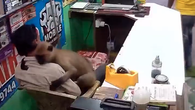 Monkey Hugs Shopkeeper in Odisha, Video Goes Viral on social media