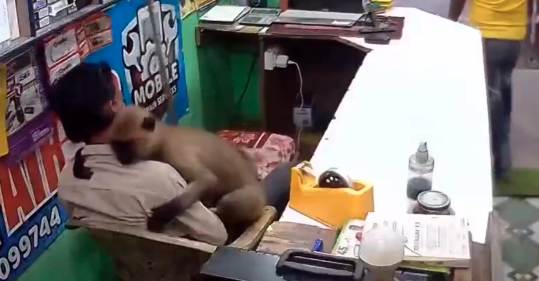 Monkey Hugs Shopkeeper in Odisha, Video Goes Viral on social media Monkey Hugs Shopkeeper in Odisha, Video Goes Viral on social media