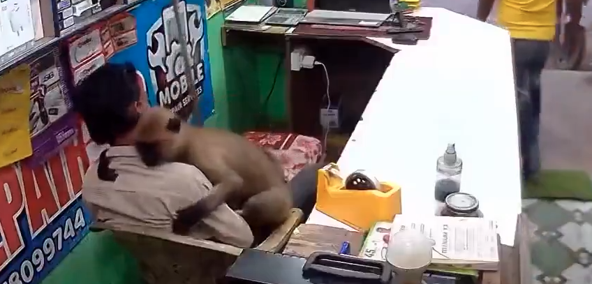 Monkey Hugs Shopkeeper in Odisha, Video Goes Viral on social media Monkey Hugs Shopkeeper in Odisha, Video Goes Viral on social media