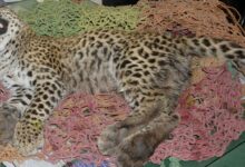 STF formed to probe shooting of Kuno cheetah; five pellet shots recovered from big cat’s body