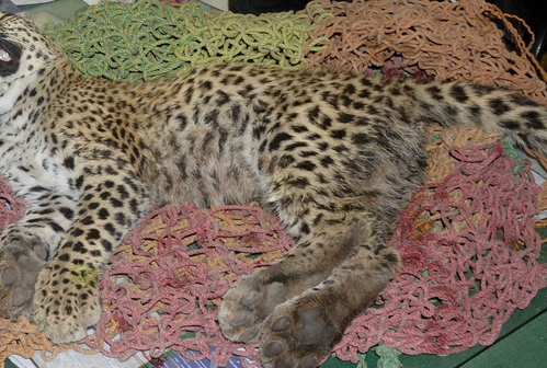 STF formed to probe shooting of Kuno cheetah; five pellet shots recovered from big cat’s body STF formed to probe shooting of Kuno cheetah; five pellet shots recovered from big cat’s body
