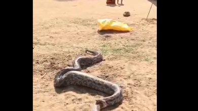 Snake-On-Snake | 10-Foot Python Swallows 8-Foot Snake in Madhya Pradesh Village