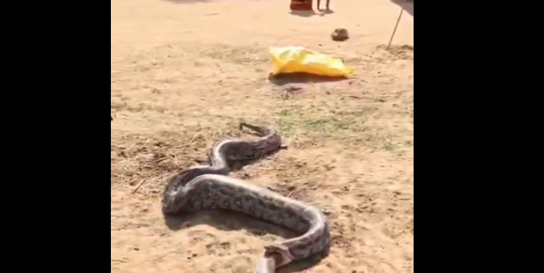 Snake-On-Snake | 10-Foot Python Swallows 8-Foot Snake in Madhya Pradesh Village Snake-On-Snake | 10-Foot Python Swallows 8-Foot Snake in Madhya Pradesh Village