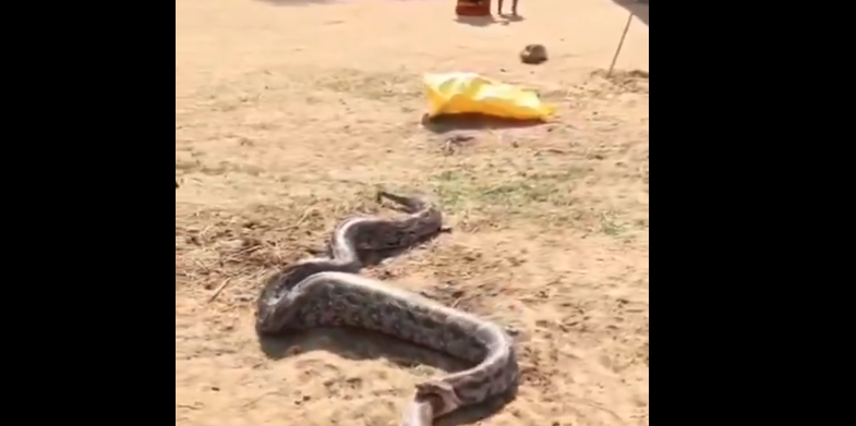 Snake-On-Snake | 10-Foot Python Swallows 8-Foot Snake in Madhya Pradesh Village Snake-On-Snake | 10-Foot Python Swallows 8-Foot Snake in Madhya Pradesh Village